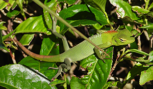 Calotes calotes